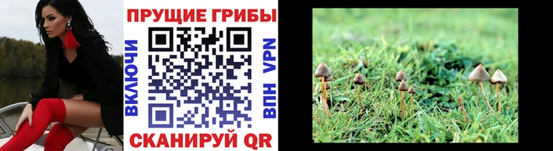Галлюциногенные грибы Magic Shrooms даркнет наркотические препараты Кандалакша продажа наркотиков